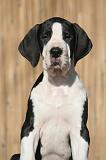 DOGUE ALLEMAND 638